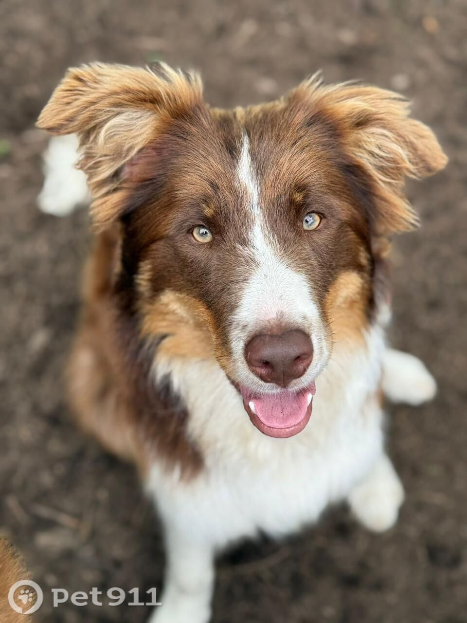 Пропала собака в Владивостоке — фото объявления