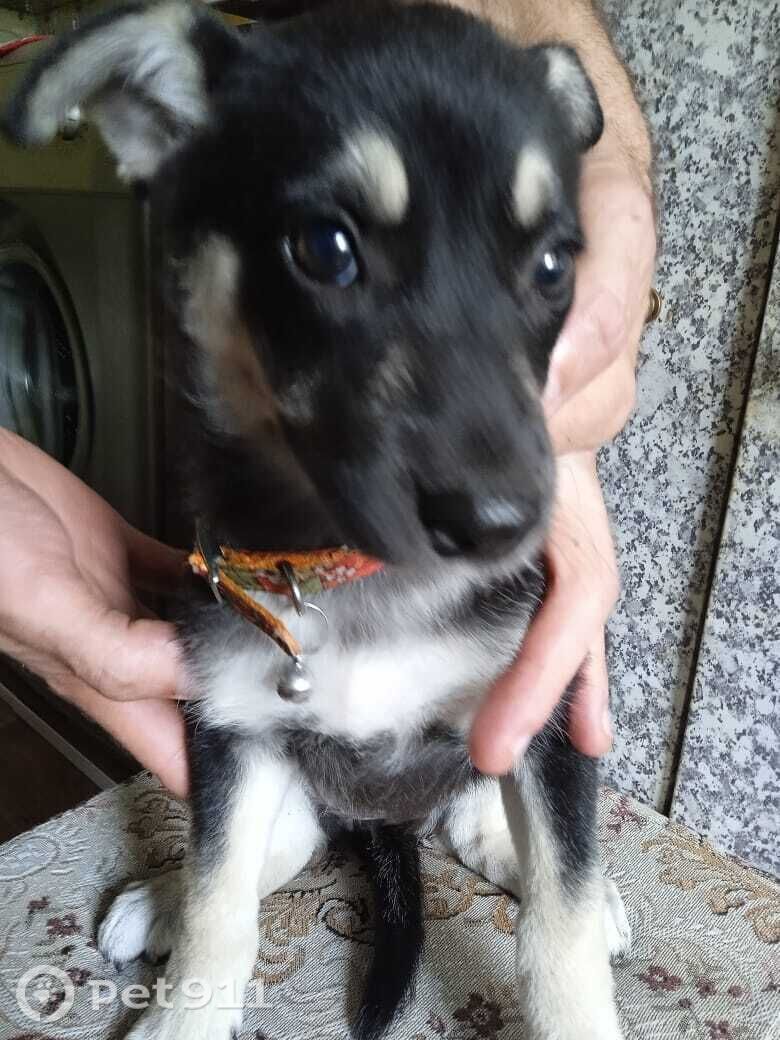 Найдена собака в Владивостоке — фото объявления