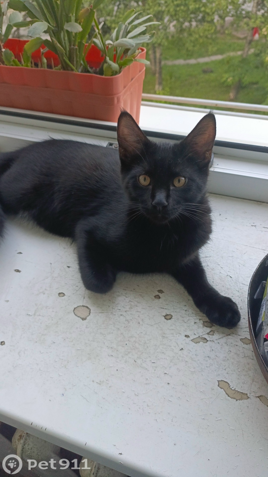 Пропала кошка в Владивостоке — фото объявления