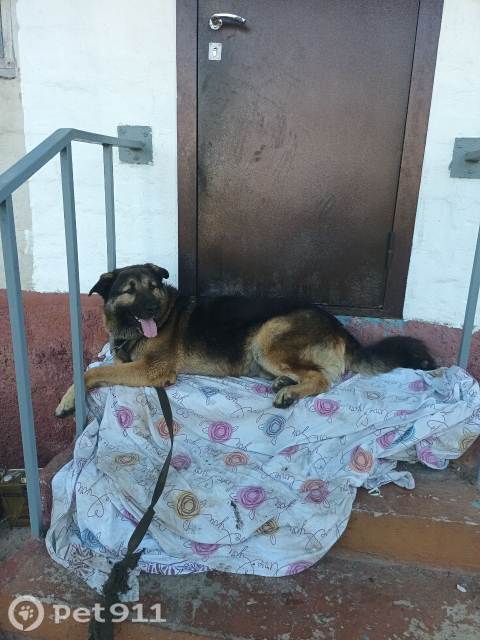 Найдена собака в Владивостоке — фото объявления