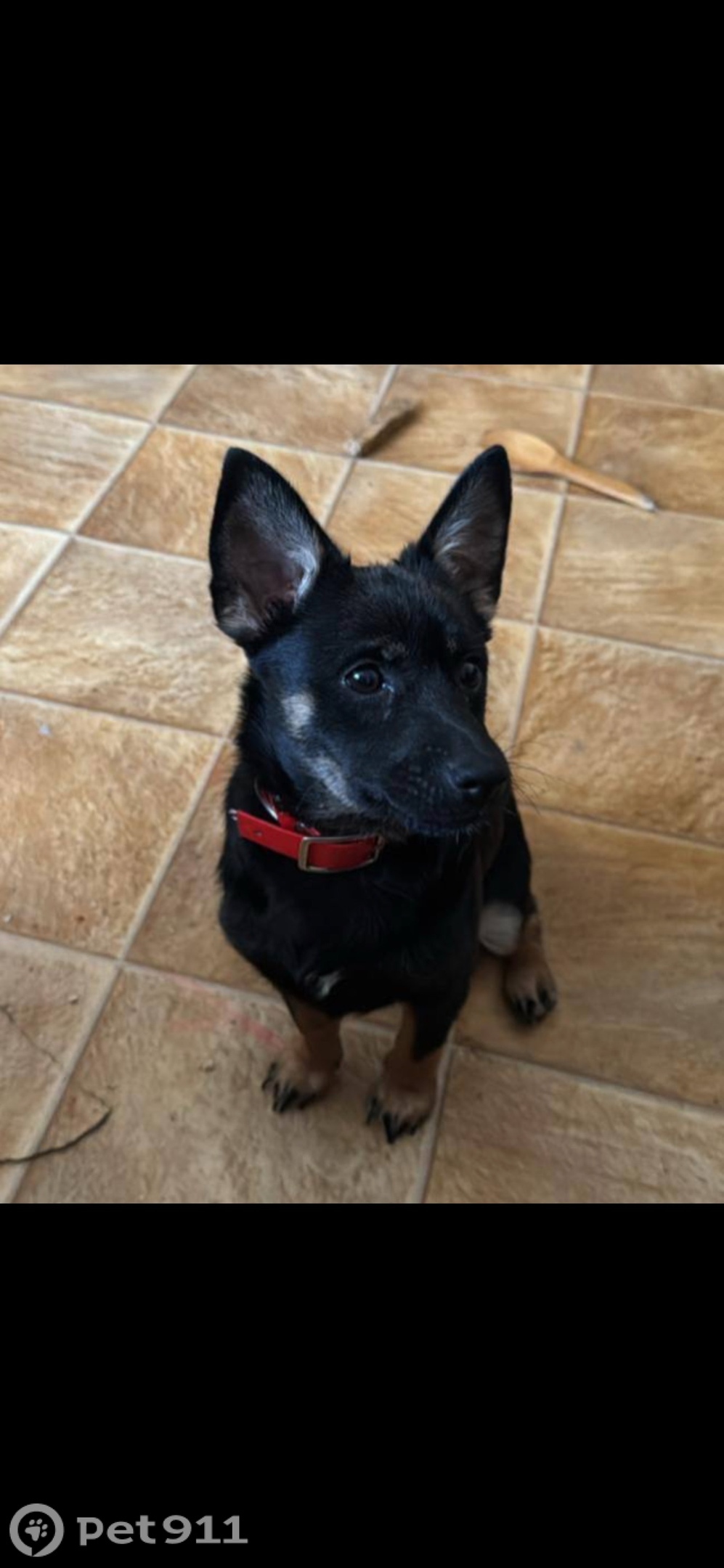 Пропала собака в Владивостоке — фото объявления