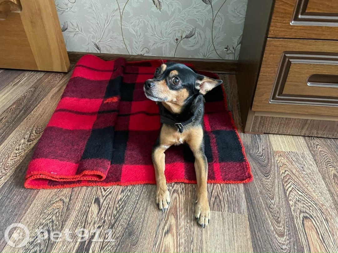 Найдена собака в Владивостоке — фото объявления