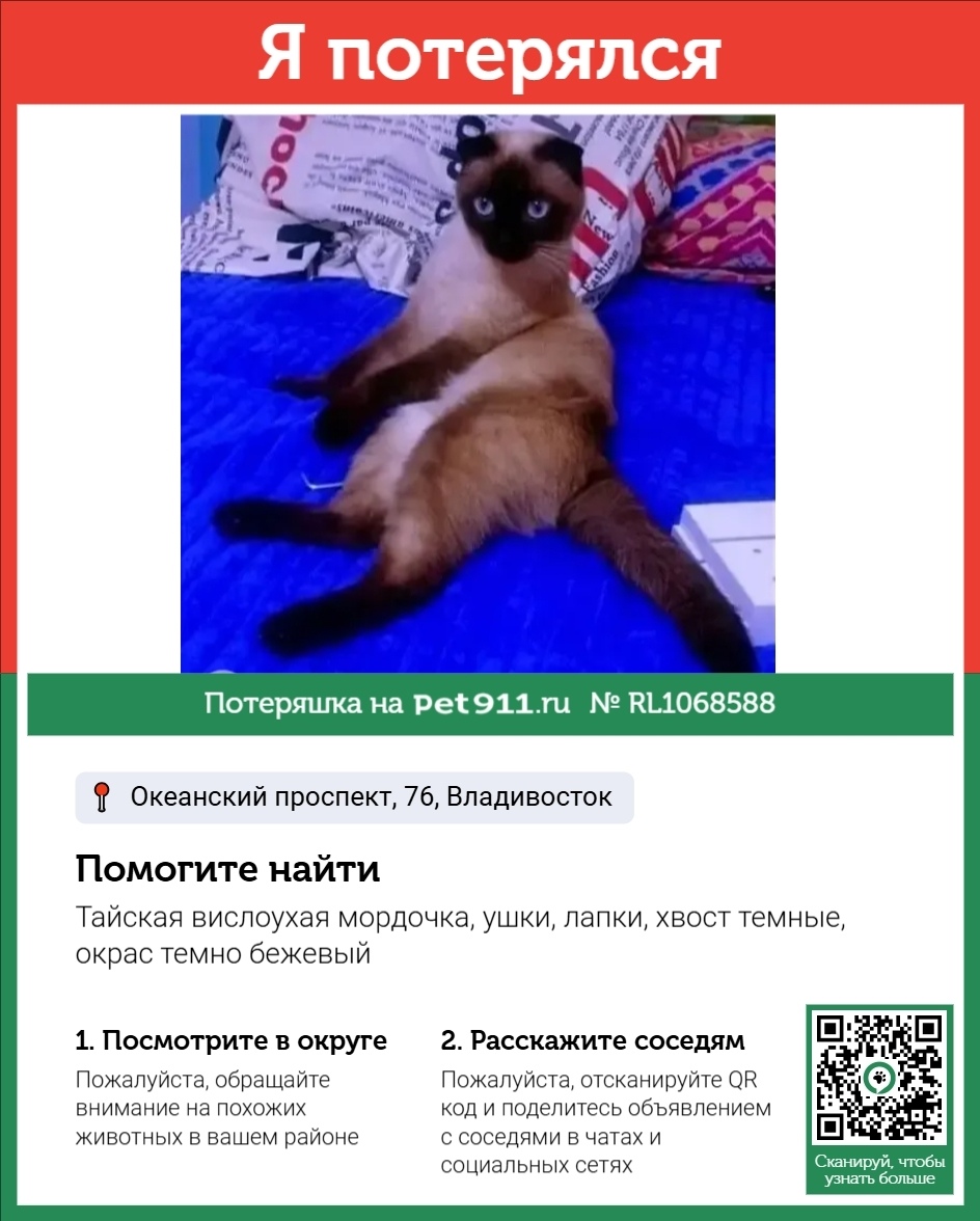 Пропала кошка в Владивостоке — фото объявления