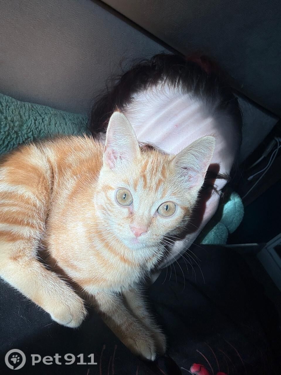 Пропала кошка в Владивостоке — фото объявления