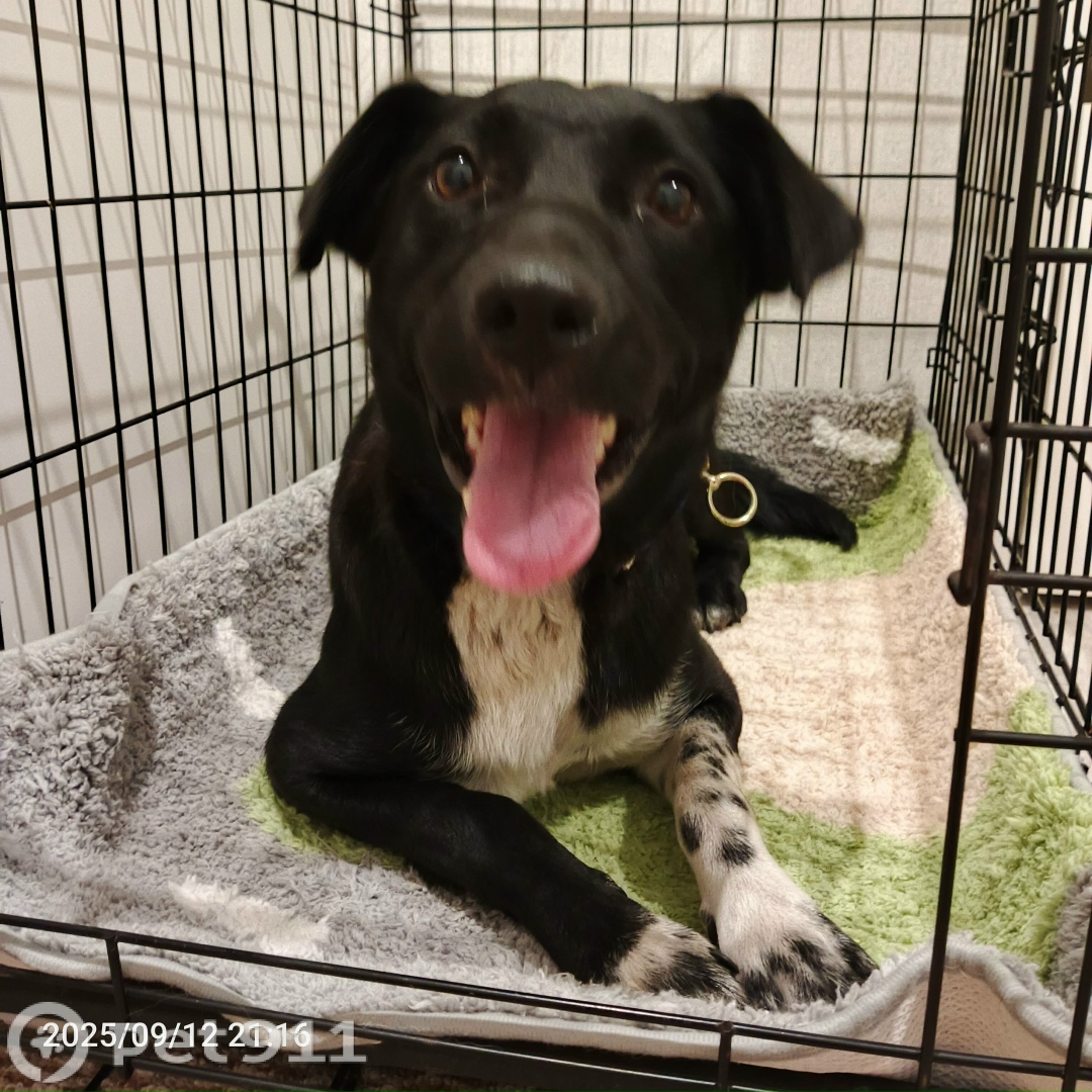 Найдена собака в Владивостоке — фото объявления