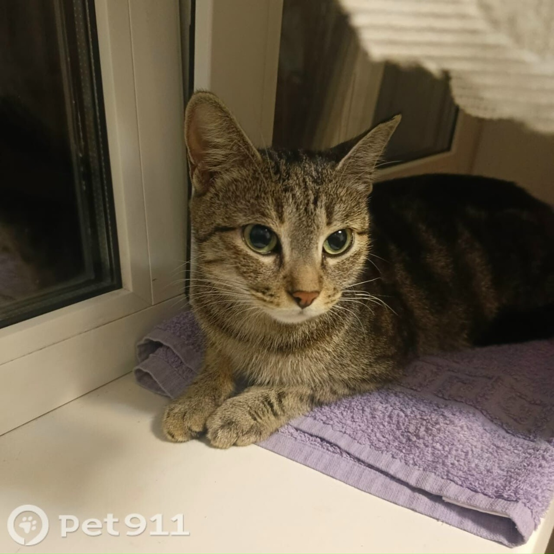 Найдена кошка в Владивостоке — фото объявления