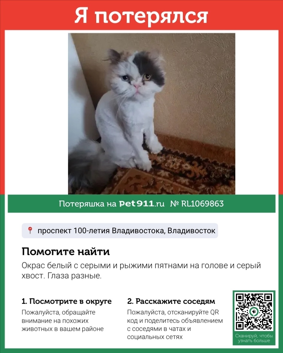 Пропала кошка в Владивостоке — фото объявления