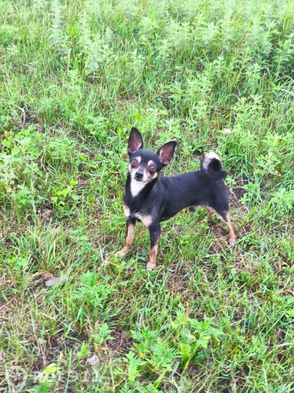 Пропала собака в Владивостоке — фото объявления