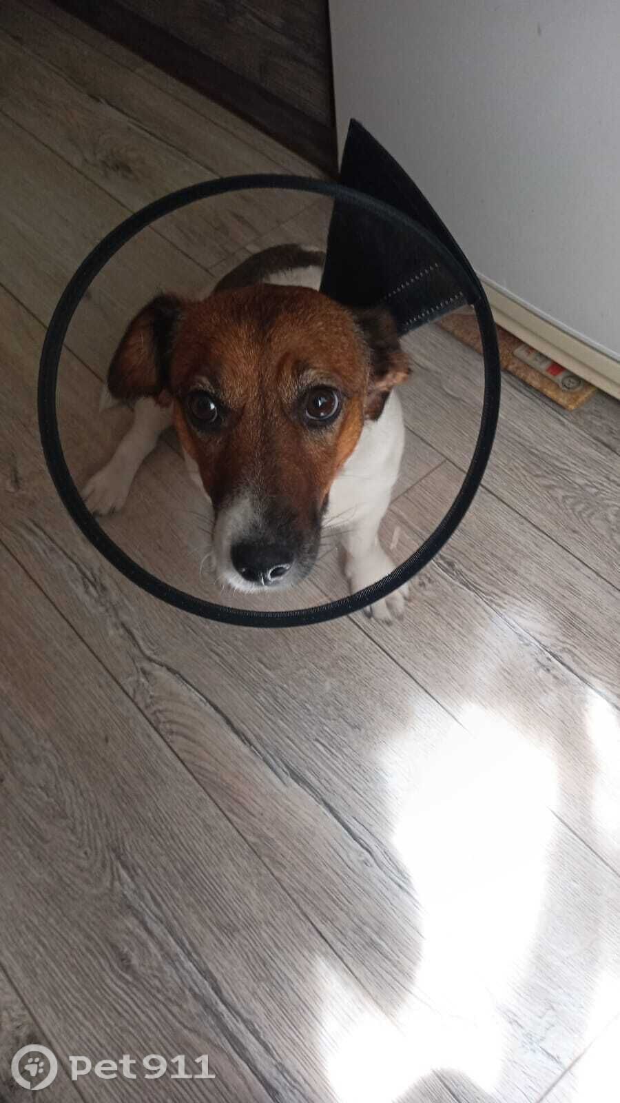 Пропала собака в Владивостоке — фото объявления