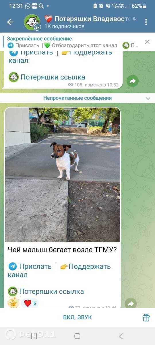 Пропала собака в Владивостоке — фото объявления