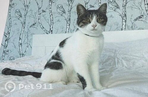 Найдена кошка в Владивостоке — фото объявления