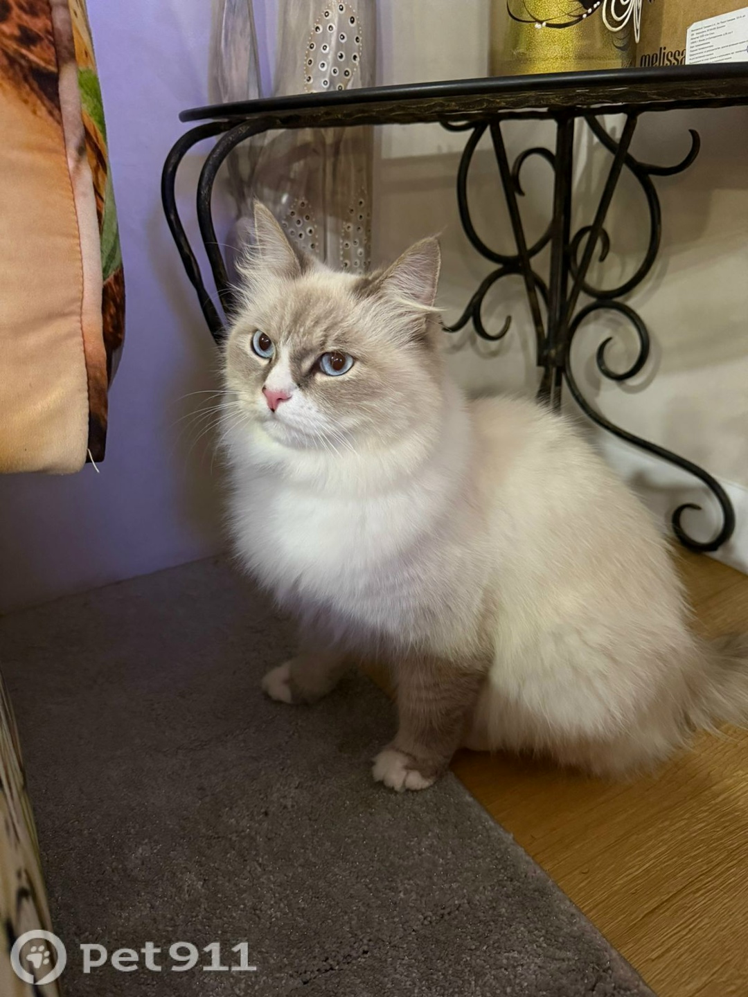 Пропала кошка в Владивостоке — фото объявления