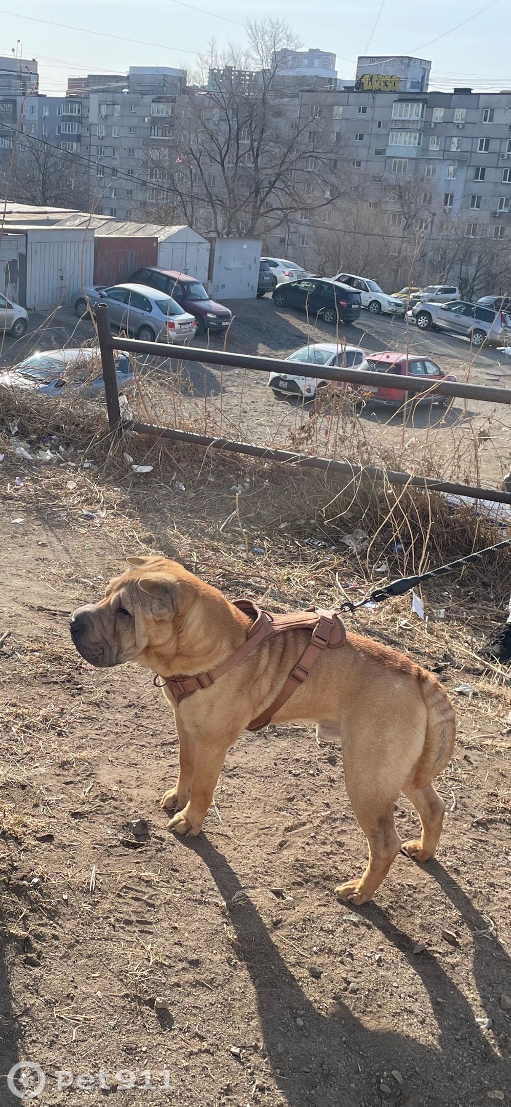 Пропала собака в Владивостоке — фото объявления