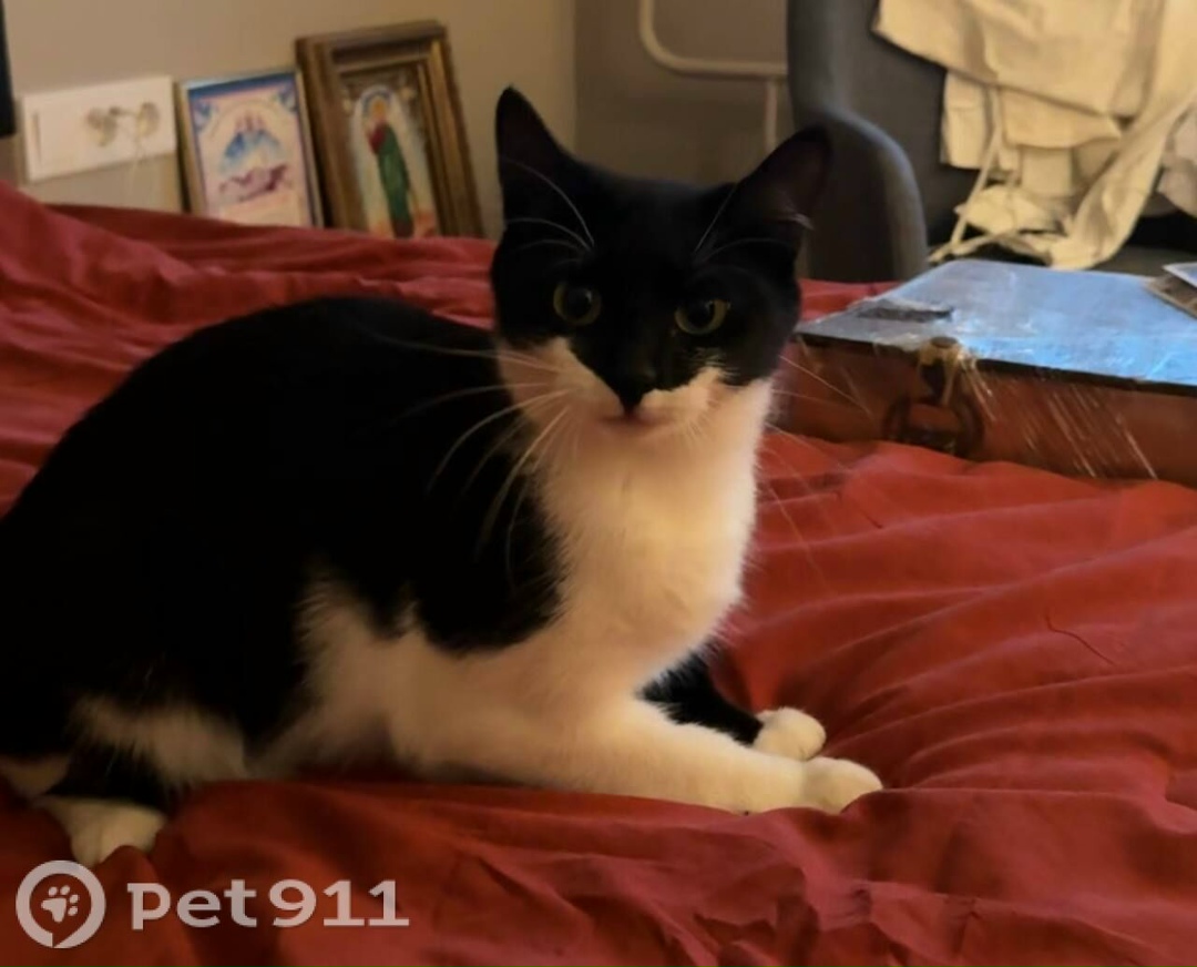 Пропала кошка в Владивостоке — фото объявления