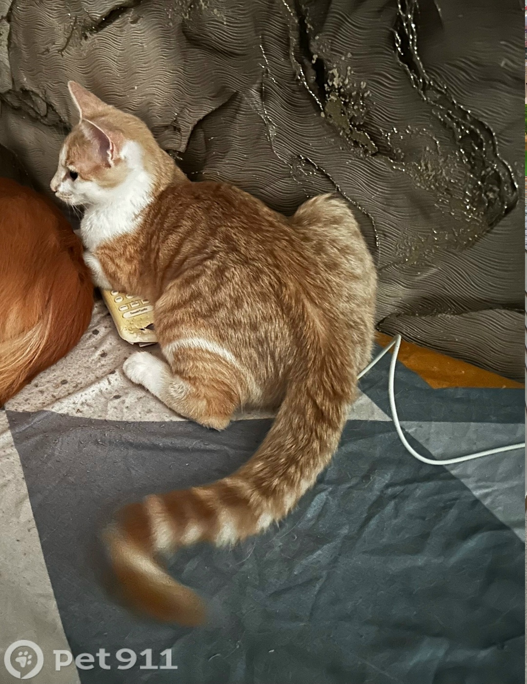 Пропала кошка в Владивостоке — фото объявления