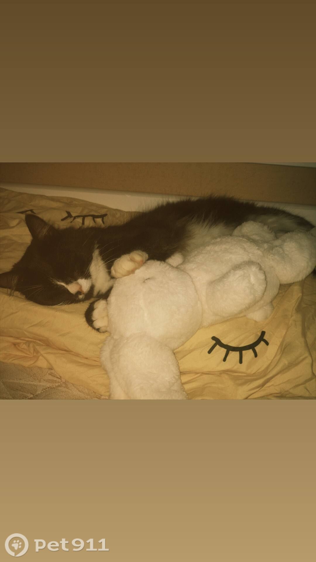 Пропала кошка в Владивостоке — фото объявления