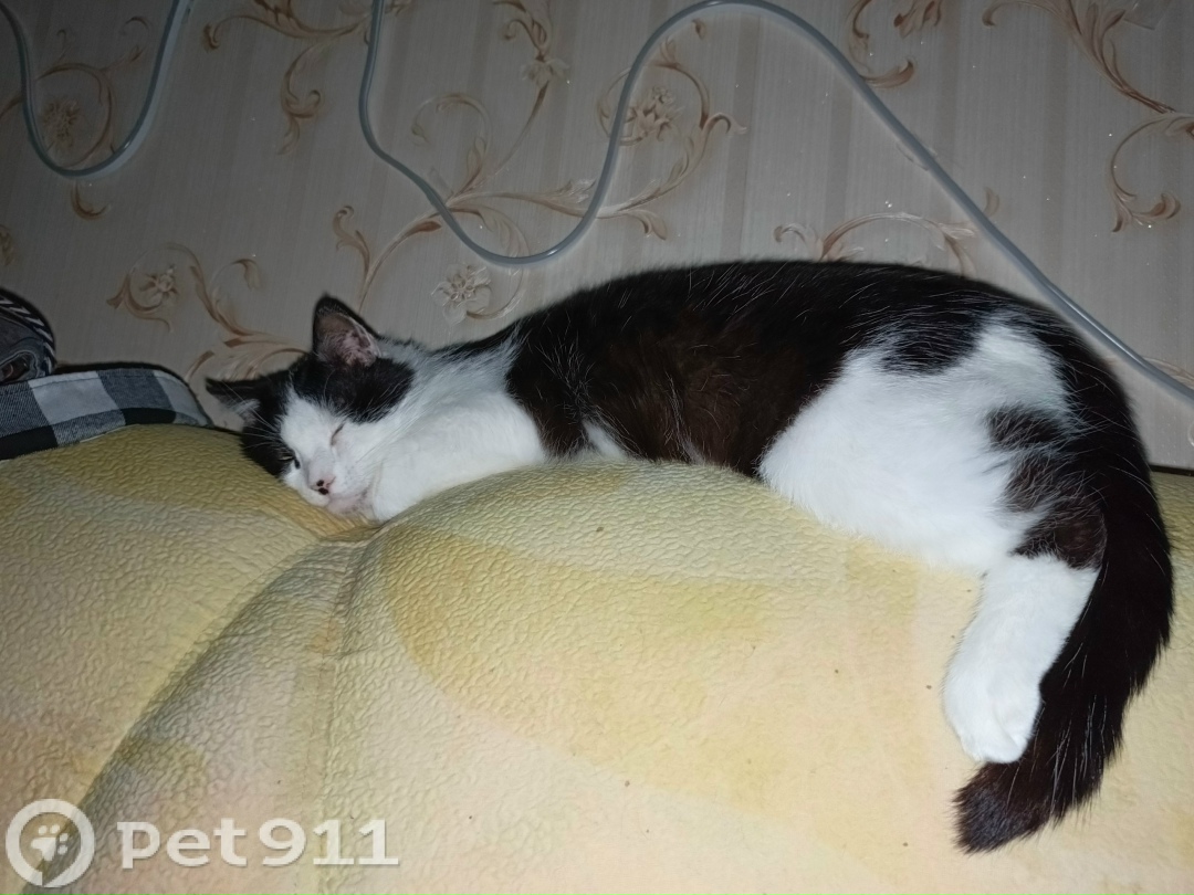 Найдена кошка в Владивостоке — фото объявления