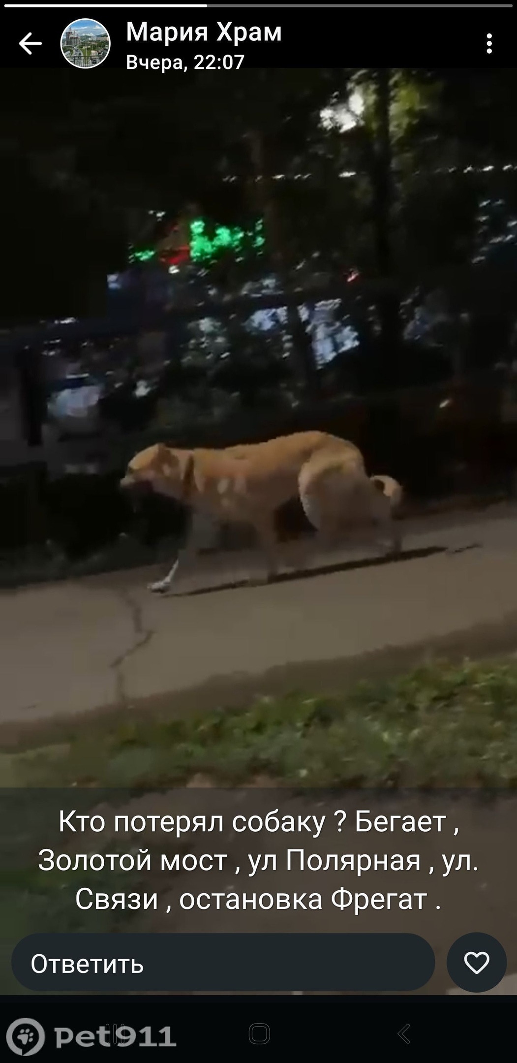 Найдена собака в Владивостоке — фото объявления