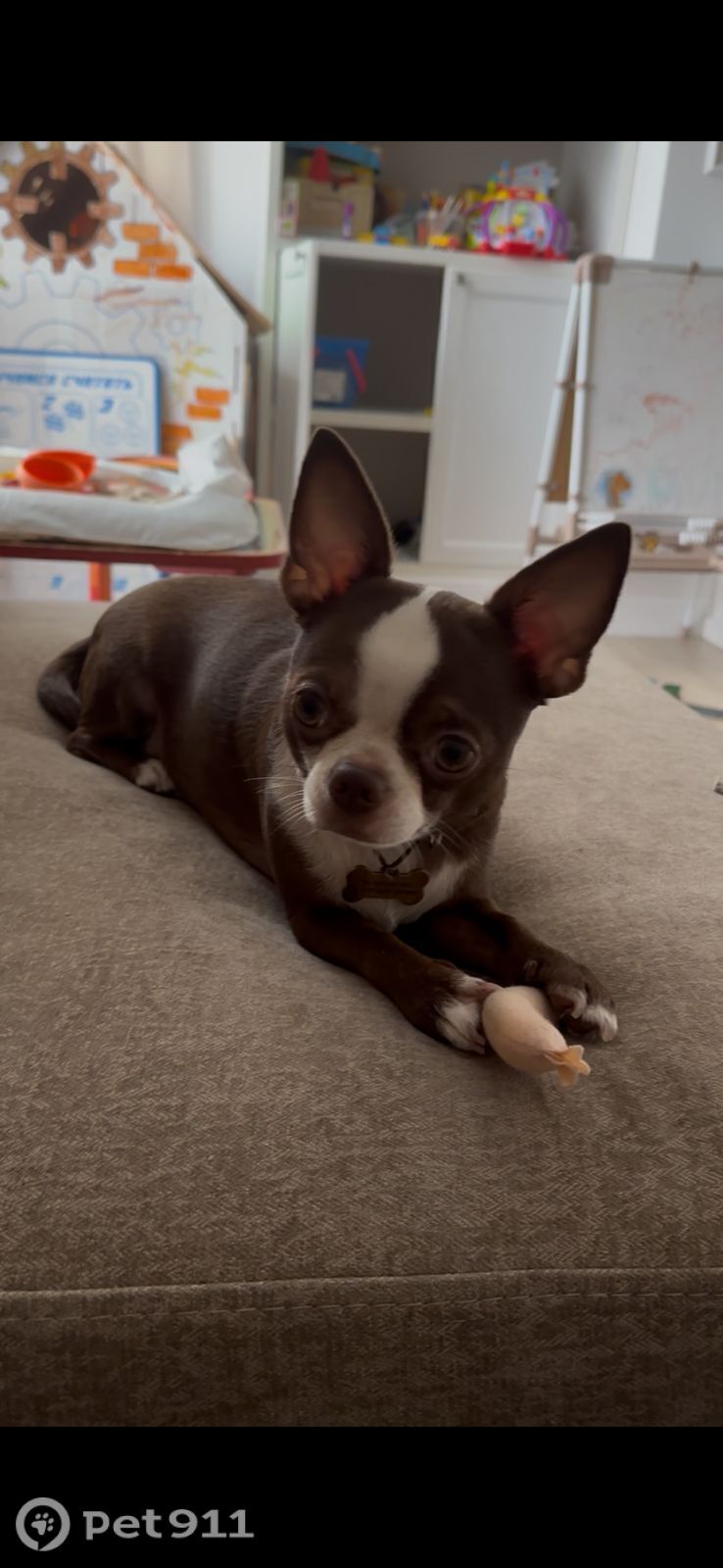 Пропала собака в Владивостоке — фото объявления