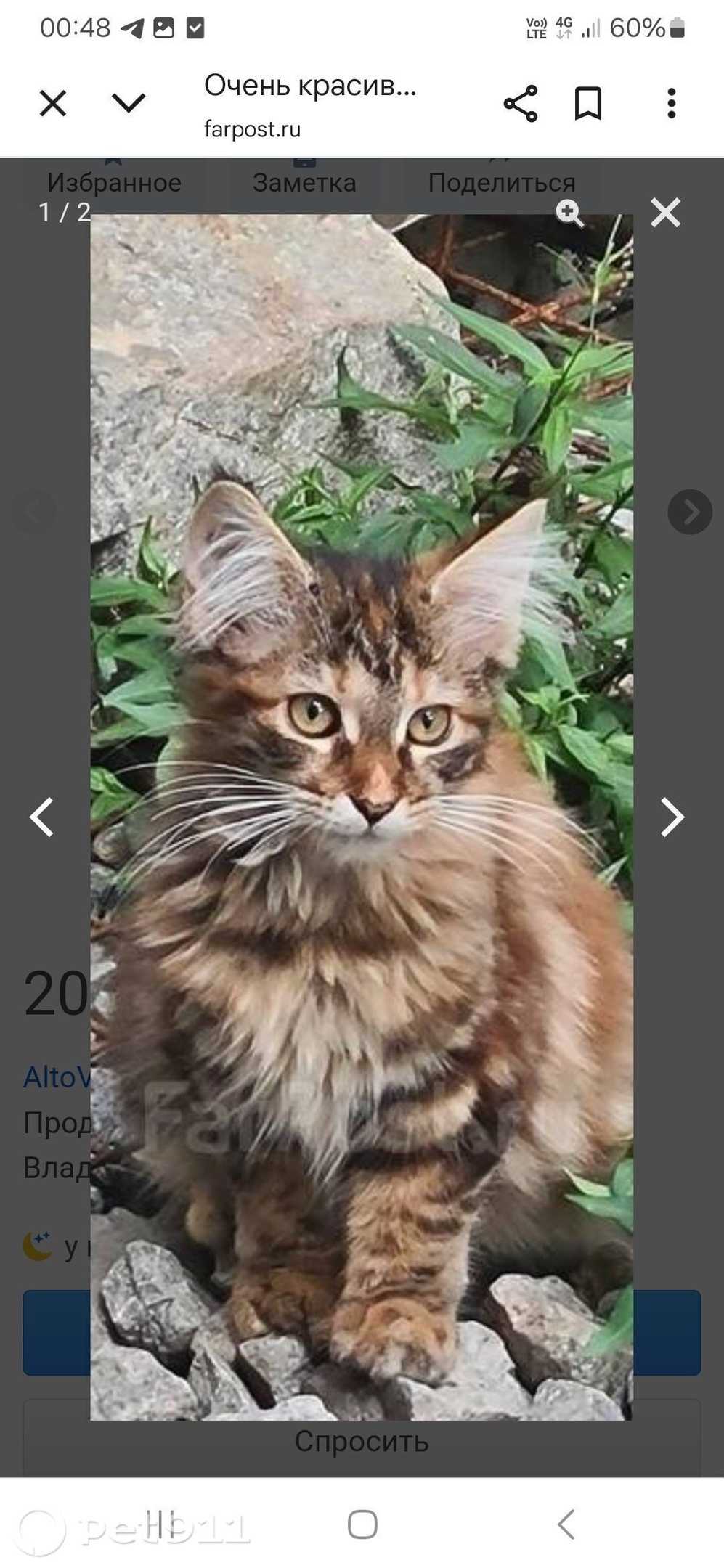 Пропала кошка в Владивостоке — фото объявления