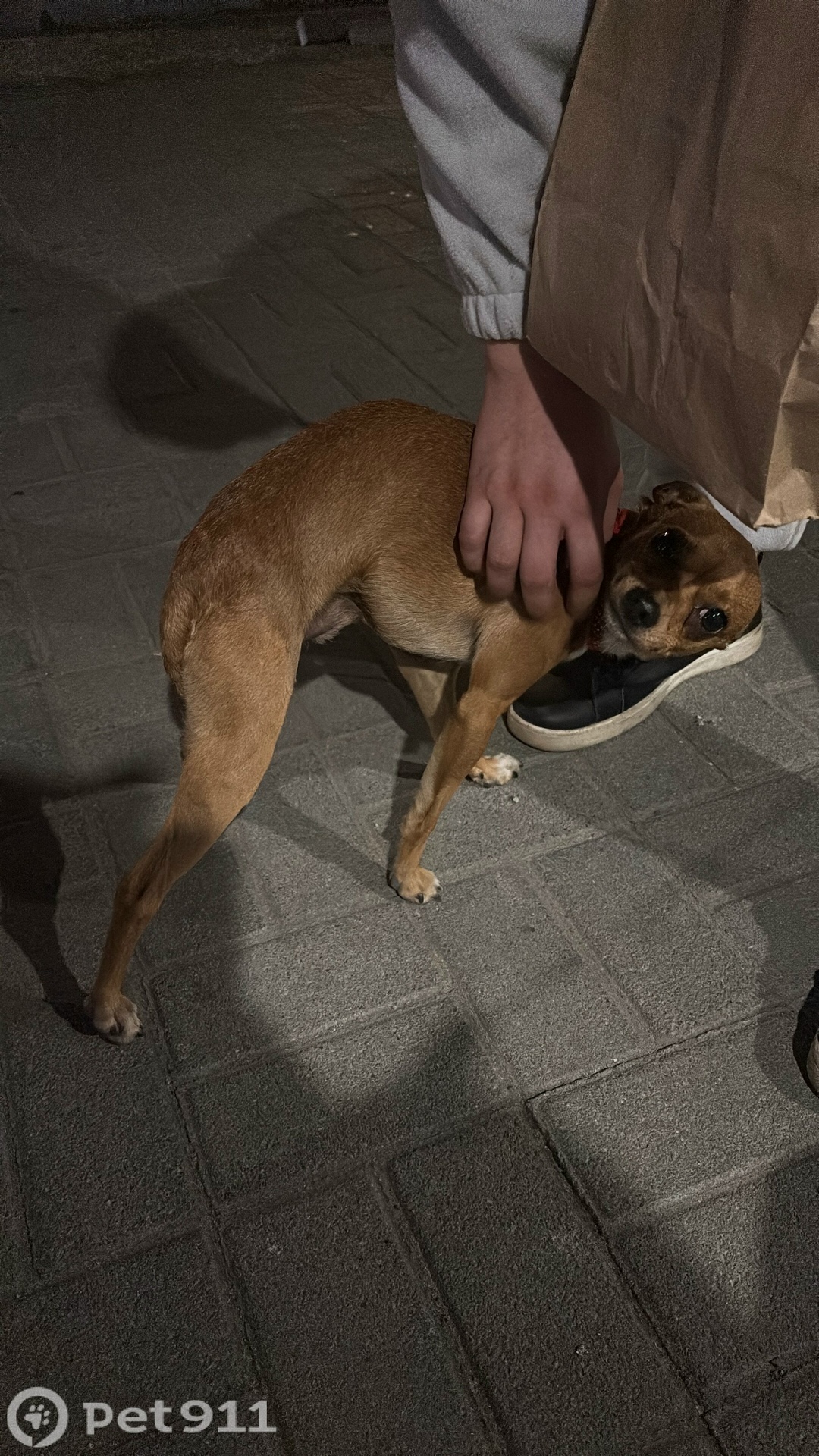 Найдена собака в Владивостоке — фото объявления