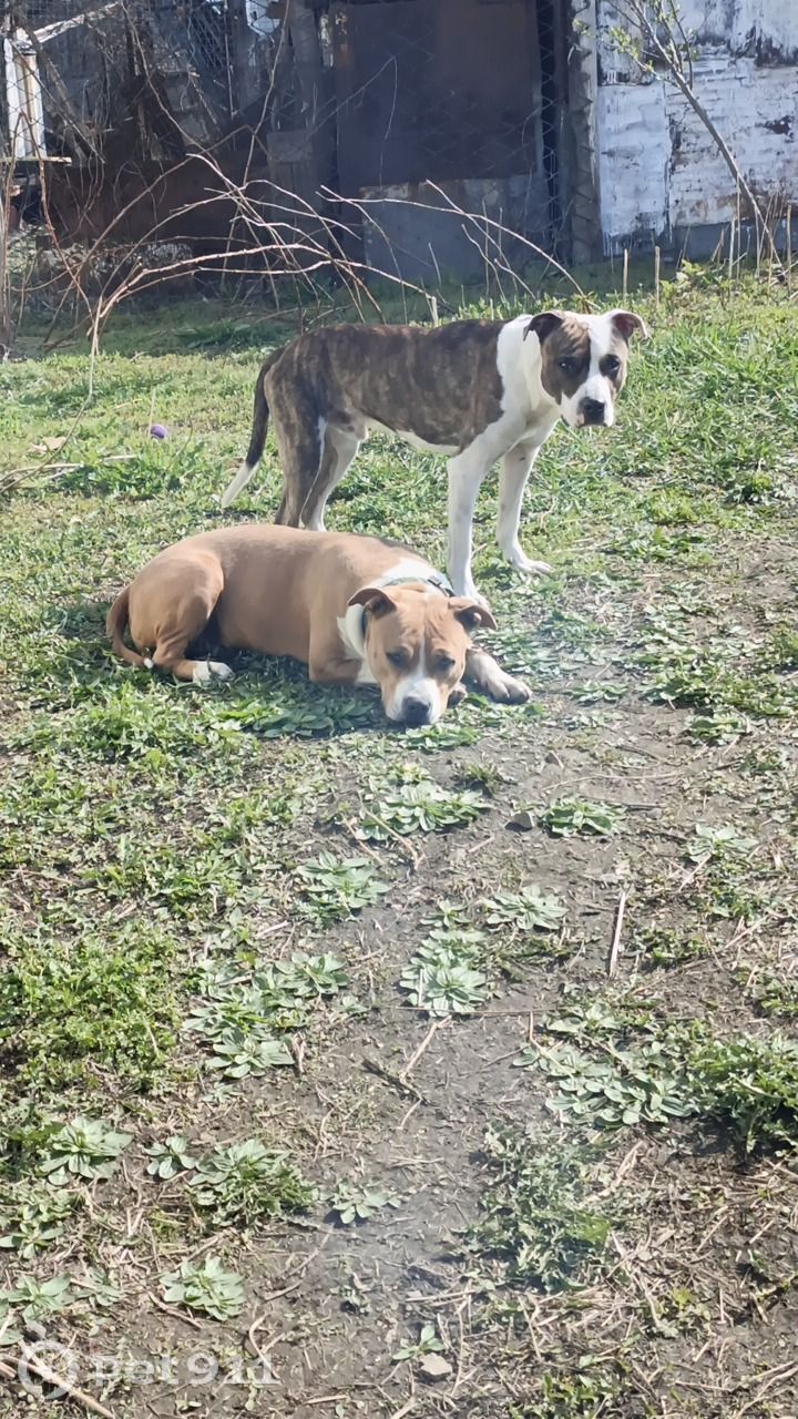 Пропала собака в Владивостоке — фото объявления