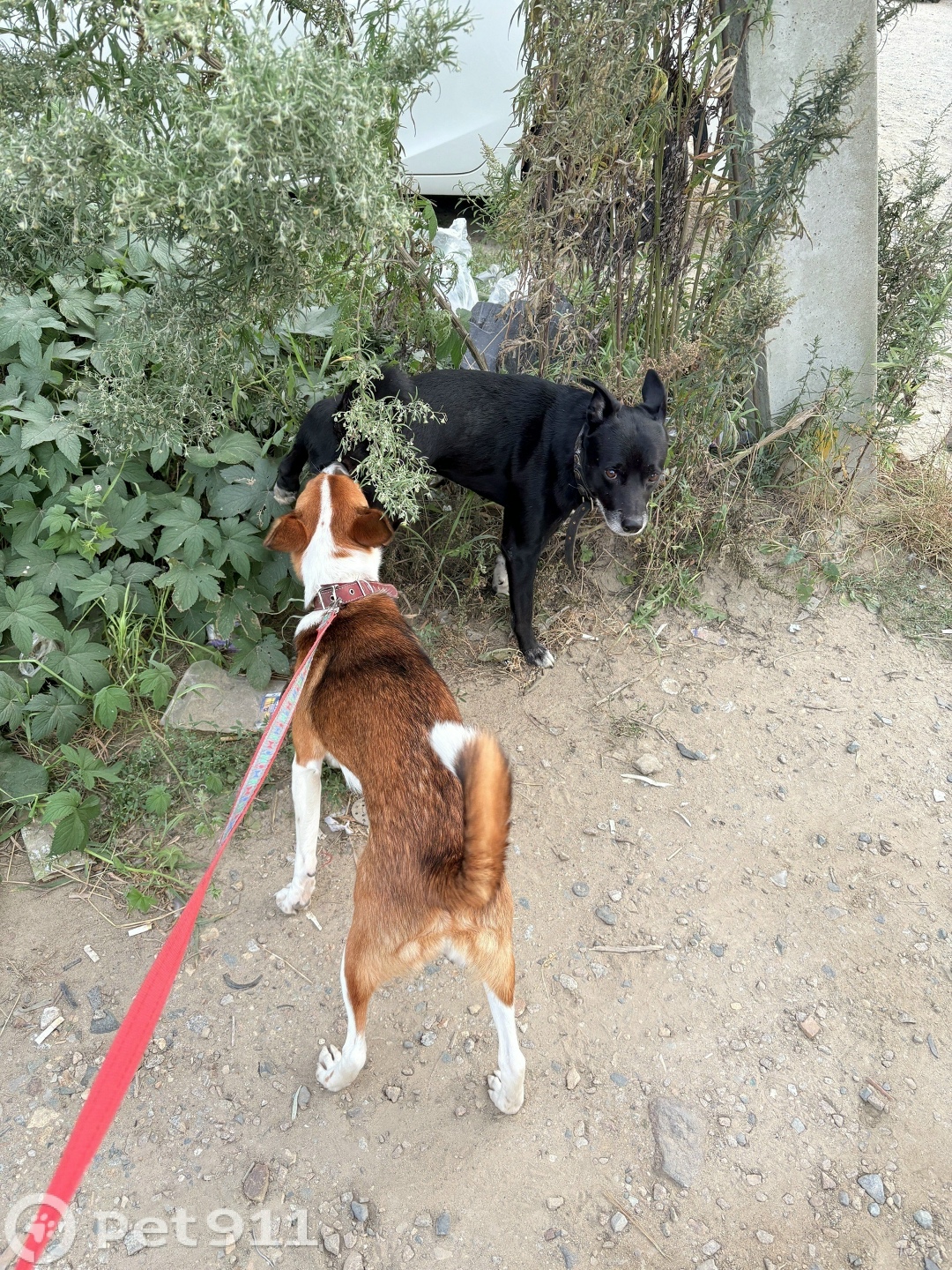 Найдена собака в Владивостоке — фото объявления