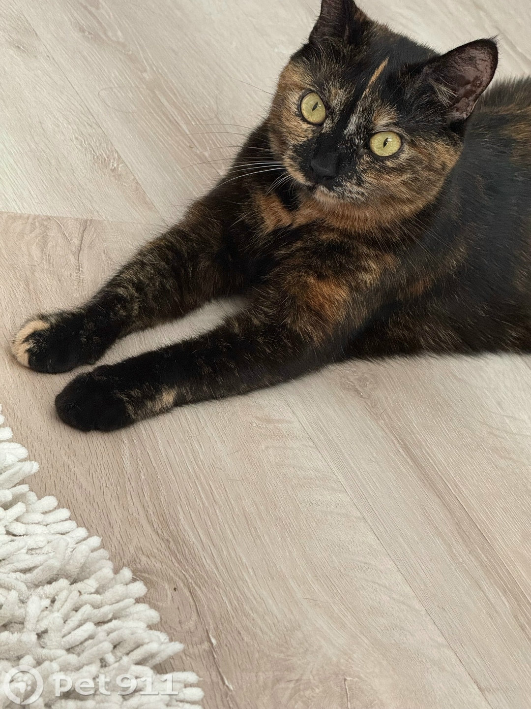 Пропала кошка в Владивостоке — фото объявления