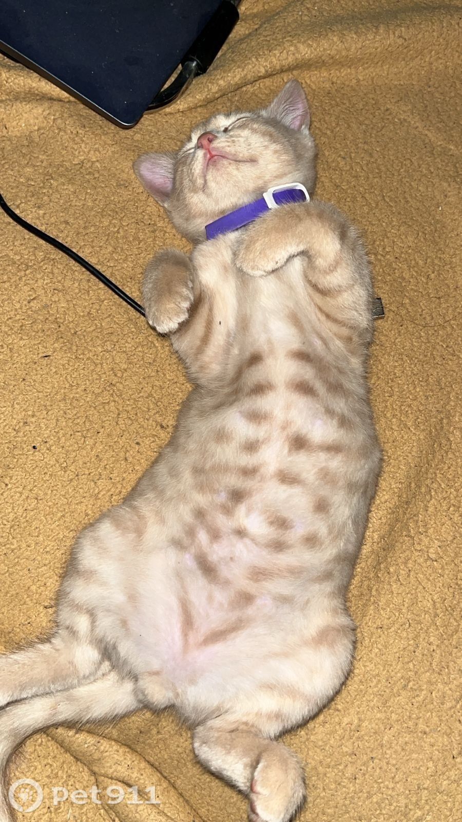 Пропала кошка в Владивостоке — фото объявления