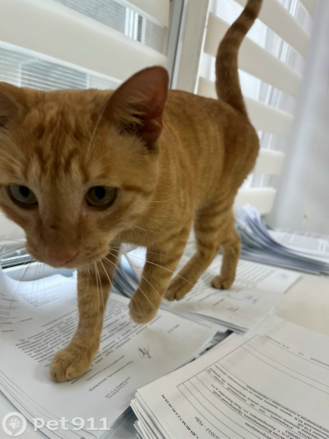 Найдена кошка в Владивостоке — фото объявления