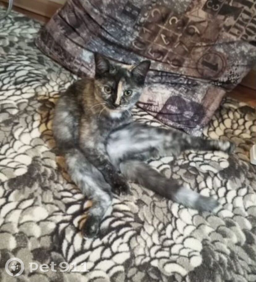 Пропала кошка в Владивостоке — фото объявления