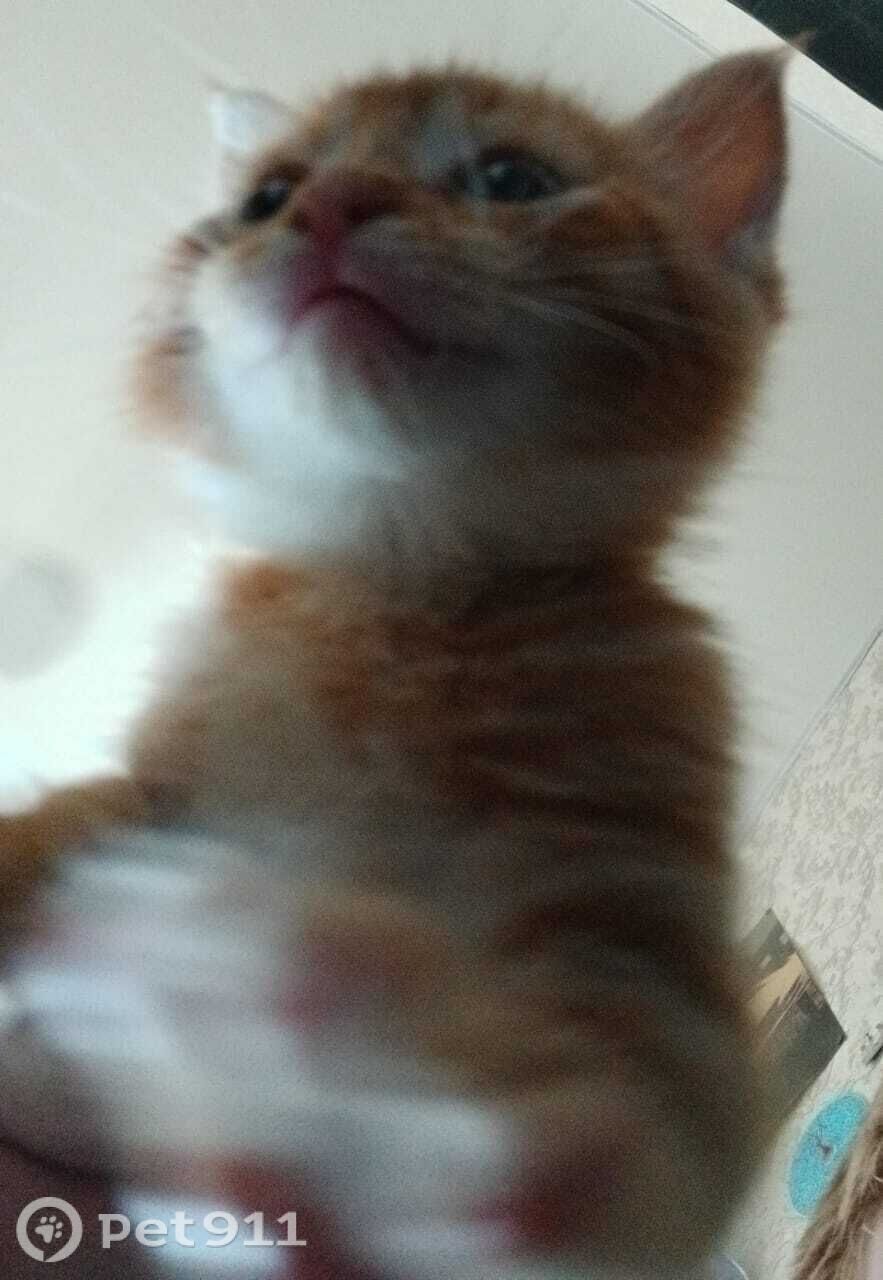 Пропала кошка в Владивостоке — фото объявления