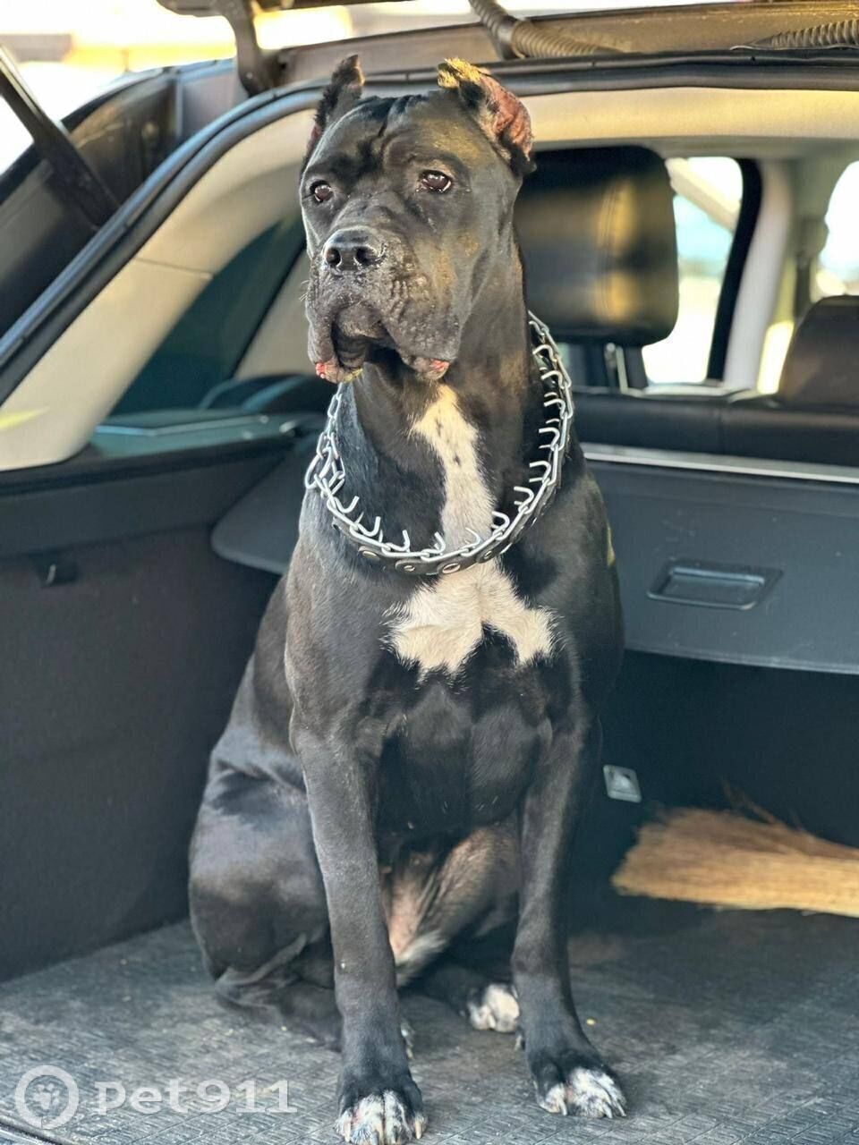 Пропала собака в Владивостоке — фото объявления