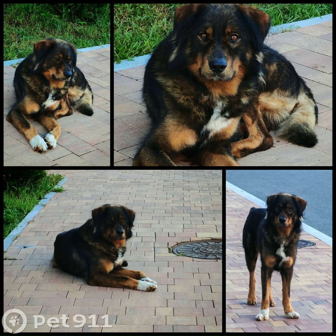 Найдена собака в Владивостоке — фото объявления