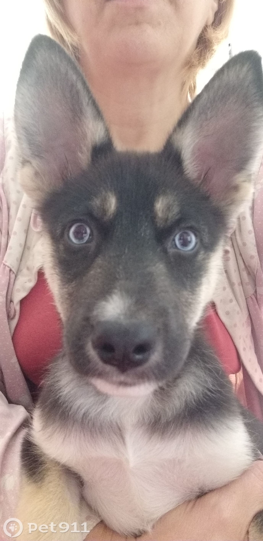 Найдена собака в Владивостоке — фото объявления