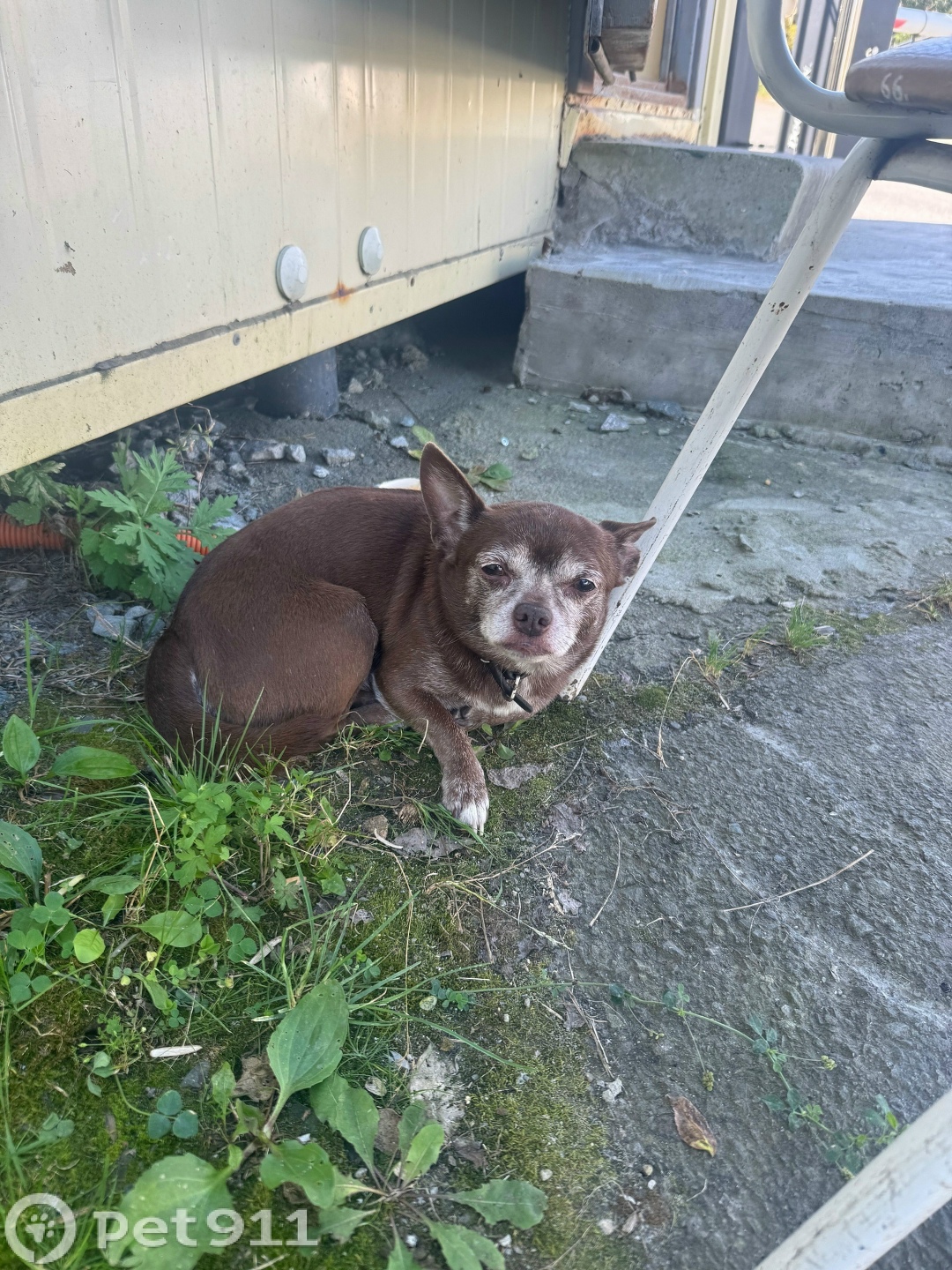 Найдена собака в Владивостоке — фото объявления