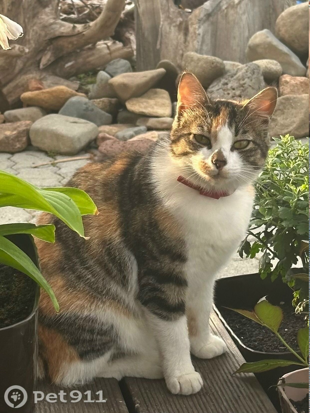 Пропала кошка в Владивостоке — фото объявления