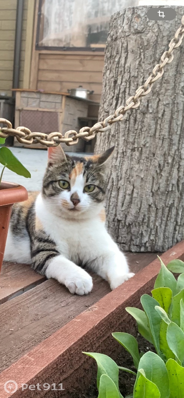 Пропала кошка в Владивостоке — фото объявления