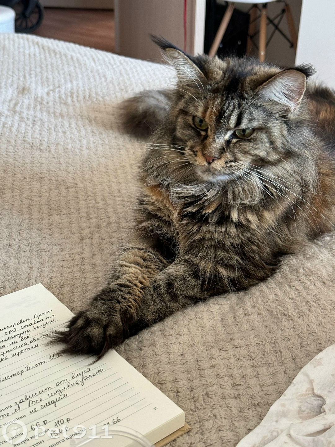 Пропала кошка в Владивостоке — фото объявления