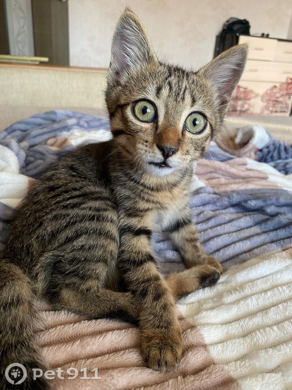 Пропала кошка в Владивостоке — фото объявления