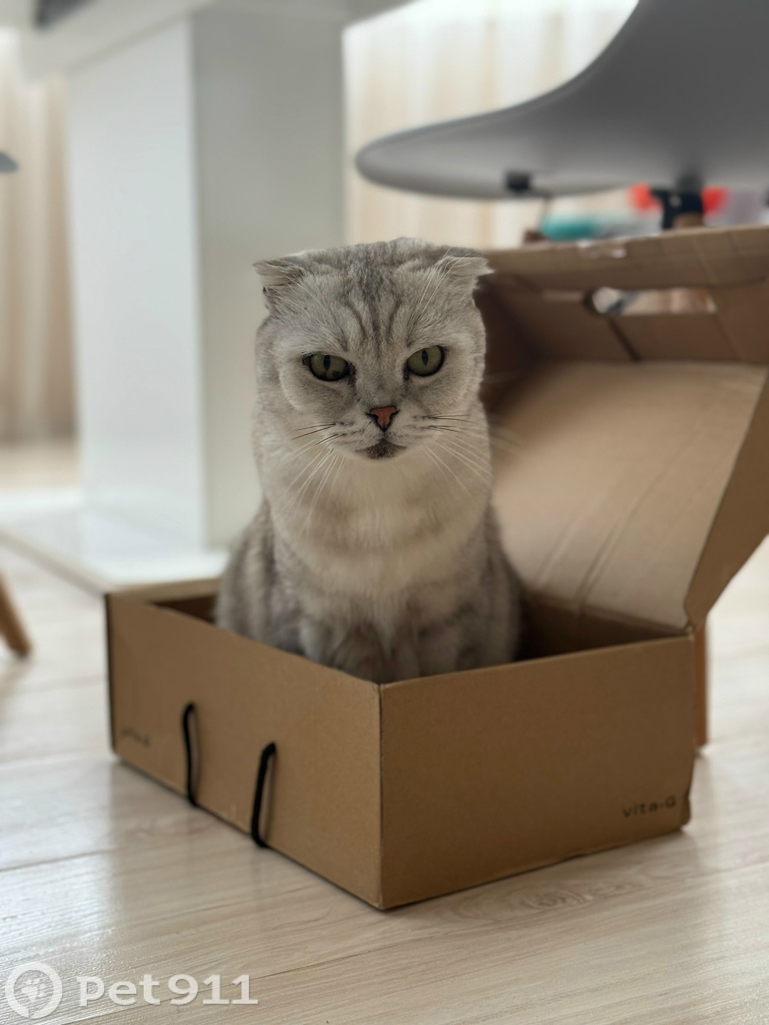 Пропала кошка в Владивостоке — фото объявления