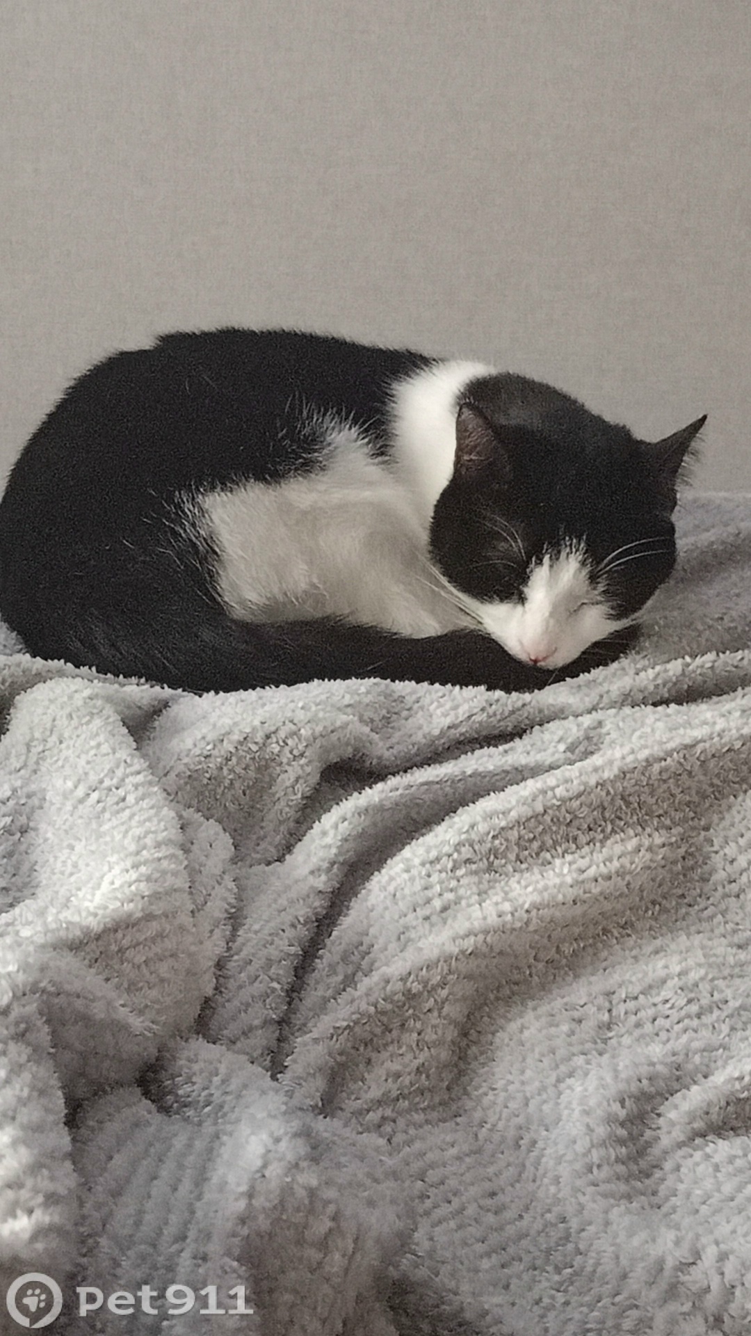 Пропала кошка в Владивостоке — фото объявления