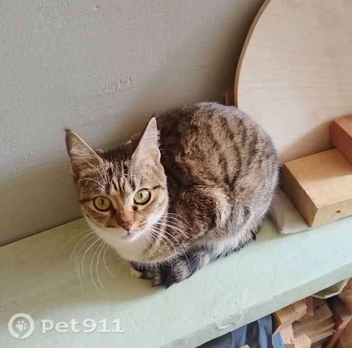 Пропала кошка в Владивостоке — фото объявления