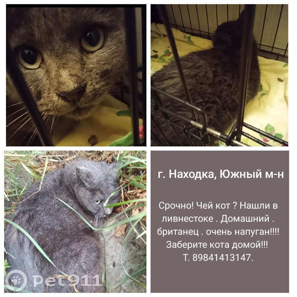 Найдена кошка в Владивостоке — фото объявления