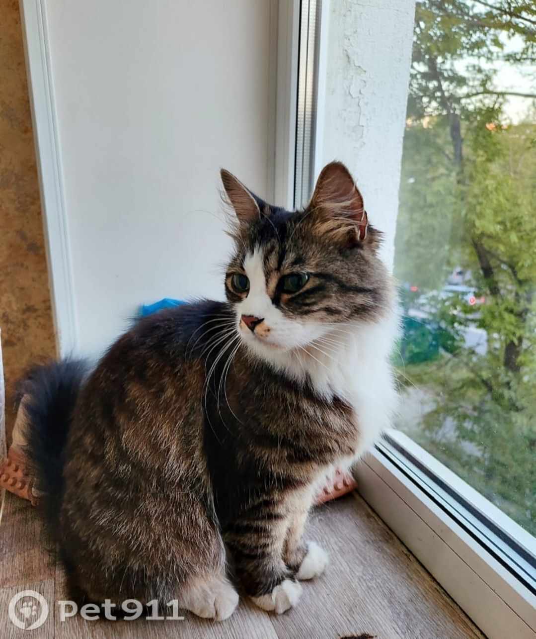 Найдена кошка в Владивостоке — фото объявления