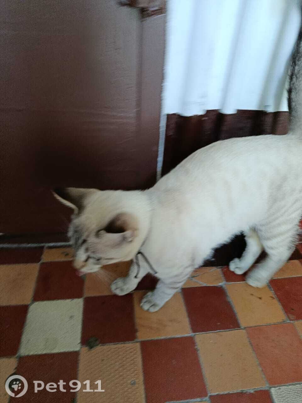 Найдена кошка в Владивостоке — фото объявления