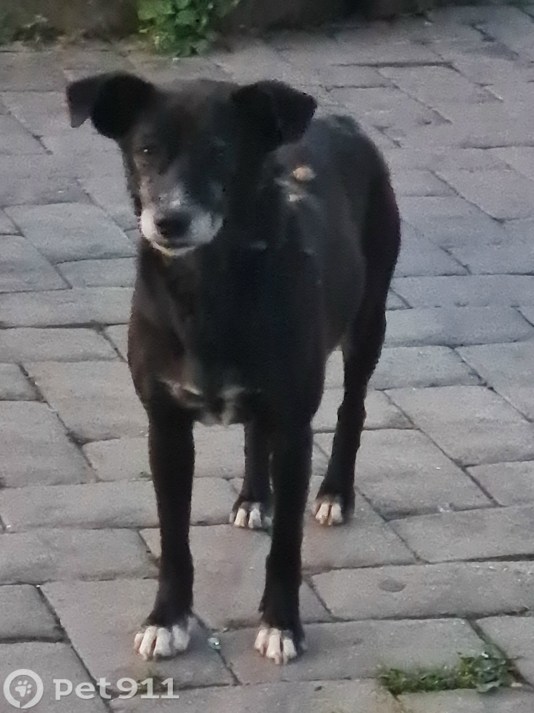 Найдена собака в Владивостоке — фото объявления