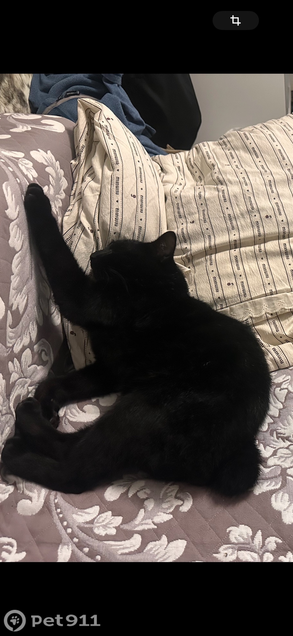 Пропала кошка в Владивостоке — фото объявления