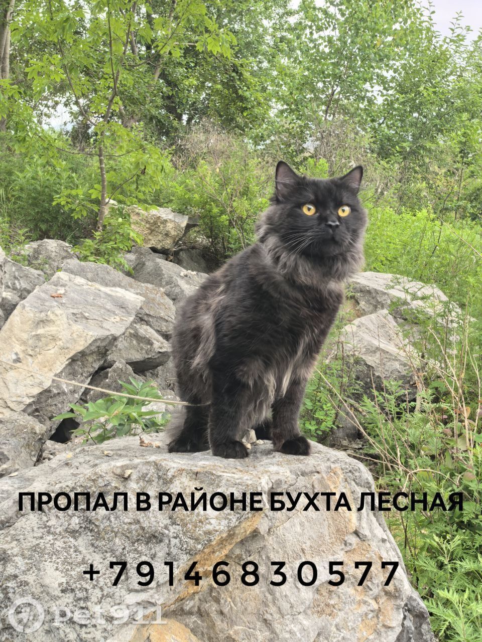 Пропала кошка в Владивостоке — фото объявления