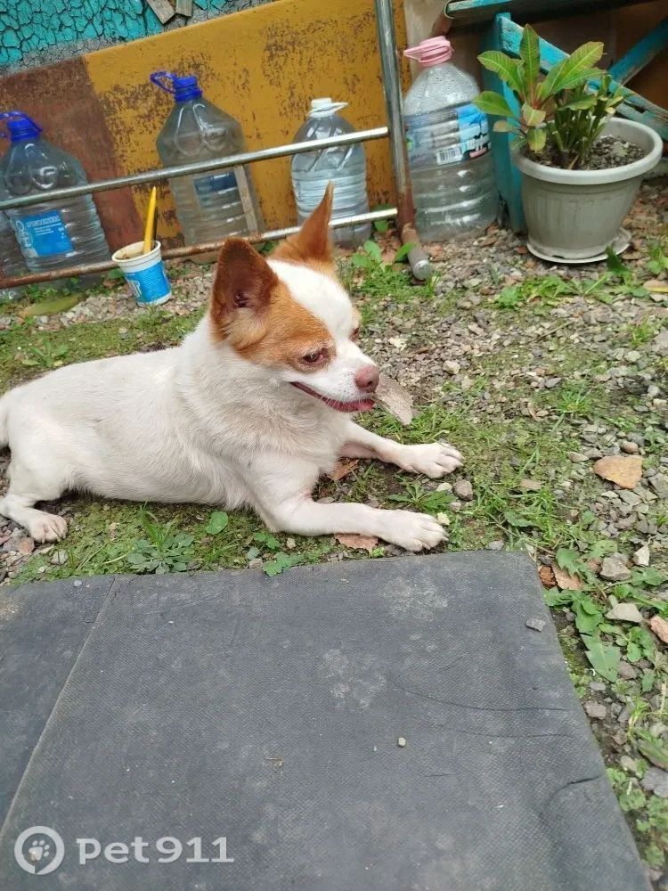 Пропала собака в Владивостоке — фото объявления